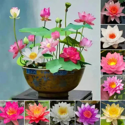 Premium Japanese Bonsai Lotus Seeds - High Fragrance 🌸