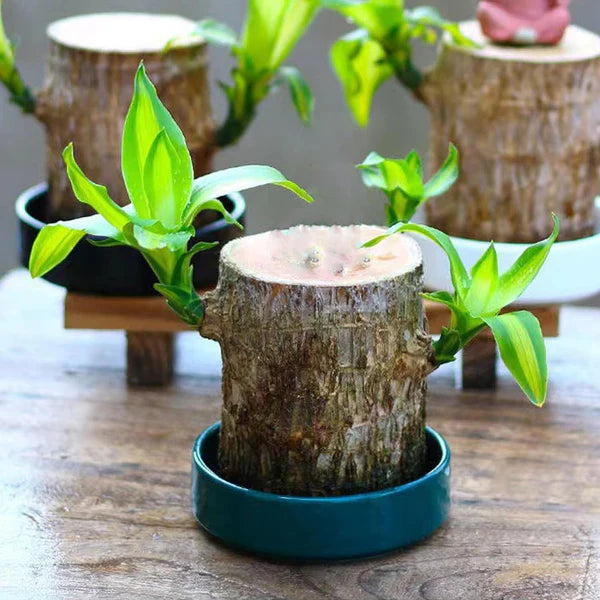 Lucky Brazil Wood Potted Plant 🔥